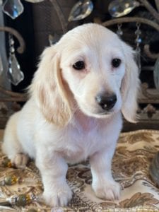 Creme of the Crop Miniature Dachshunds Crystal Frost 4