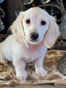 Creme of the Crop Miniature Dachshunds Crystal Frost 5