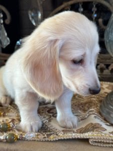 Creme of the Crop Miniature Dachshunds Crystal Frost 6