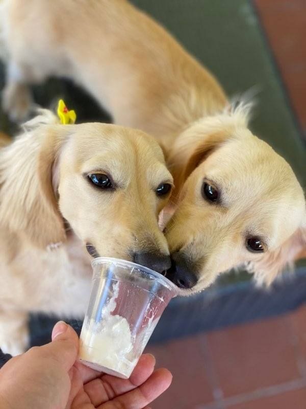 Crème of the Crop English Cream Miniature Dachshund Breeder - David & Darcy