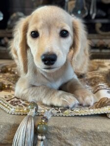 Creme of the Crop Miniature Dachshunds Breeder - Fancy