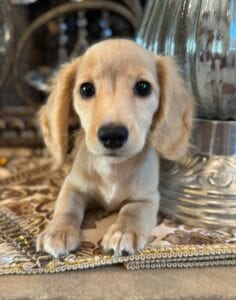 Creme of the Crop Miniature Dachshunds Breeder - Fancy 2