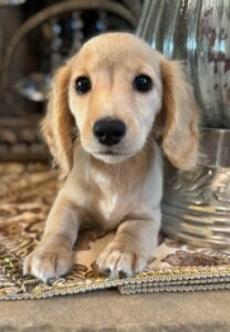 Creme of the Crop Miniature Dachshunds Breeder - Fancy 3