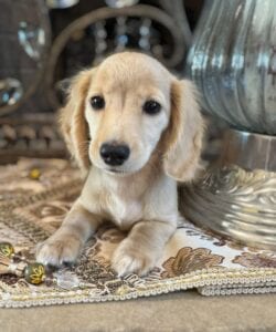 Creme of the Crop Miniature Dachshunds Breeder - Fancy 4