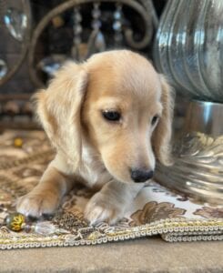 Creme of the Crop Miniature Dachshunds Breeder - Fancy 5