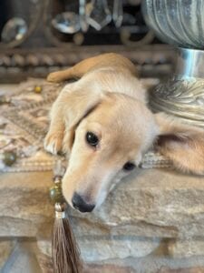 Creme of the Crop Miniature Dachshunds Breeder - Fancy 6