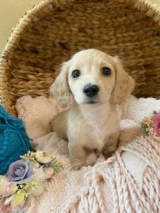 Crème of the Crop Dachshunds English Cream Miniature Dachshund Breeder Gianni Keziah