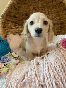 Crème of the Crop Dachshunds English Cream Miniature Dachshund Breeder Gianni Keziah 2