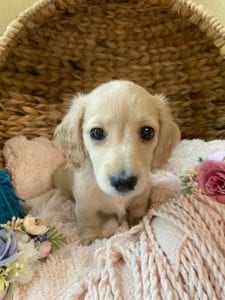 Crème of the Crop Dachshunds English Cream Miniature Dachshund Breeder Gianni Keziah 3