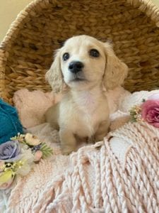 Crème of the Crop Dachshunds English Cream Miniature Dachshund Breeder Versace Rose 5