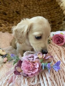 Crème of the Crop Dachshunds English Cream Miniature Dachshund Breeder Versace Rose 6