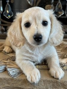 Creme of the Crop Miniature Dachshunds Gracie 2