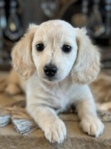 Creme of the Crop Miniature Dachshunds Gracie 3