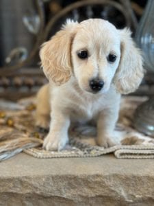 Creme of the Crop Miniature Dachshunds Gracie 3