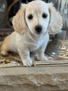 Creme of the Crop Miniature Dachshunds Gracie 5