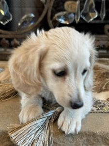 Creme of the Crop Miniature Dachshunds Gracie 6