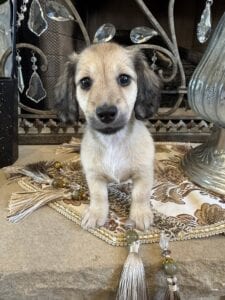 Creme of the Crop Miniature Dachshunds - Gypsy 1