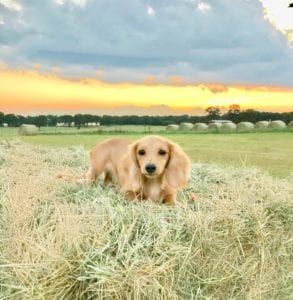 Crème of the Crop English Cream Miniature Dachshunds - Franklin, Texas