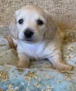 Creme of the Crop Dachshunds Daisy Mae