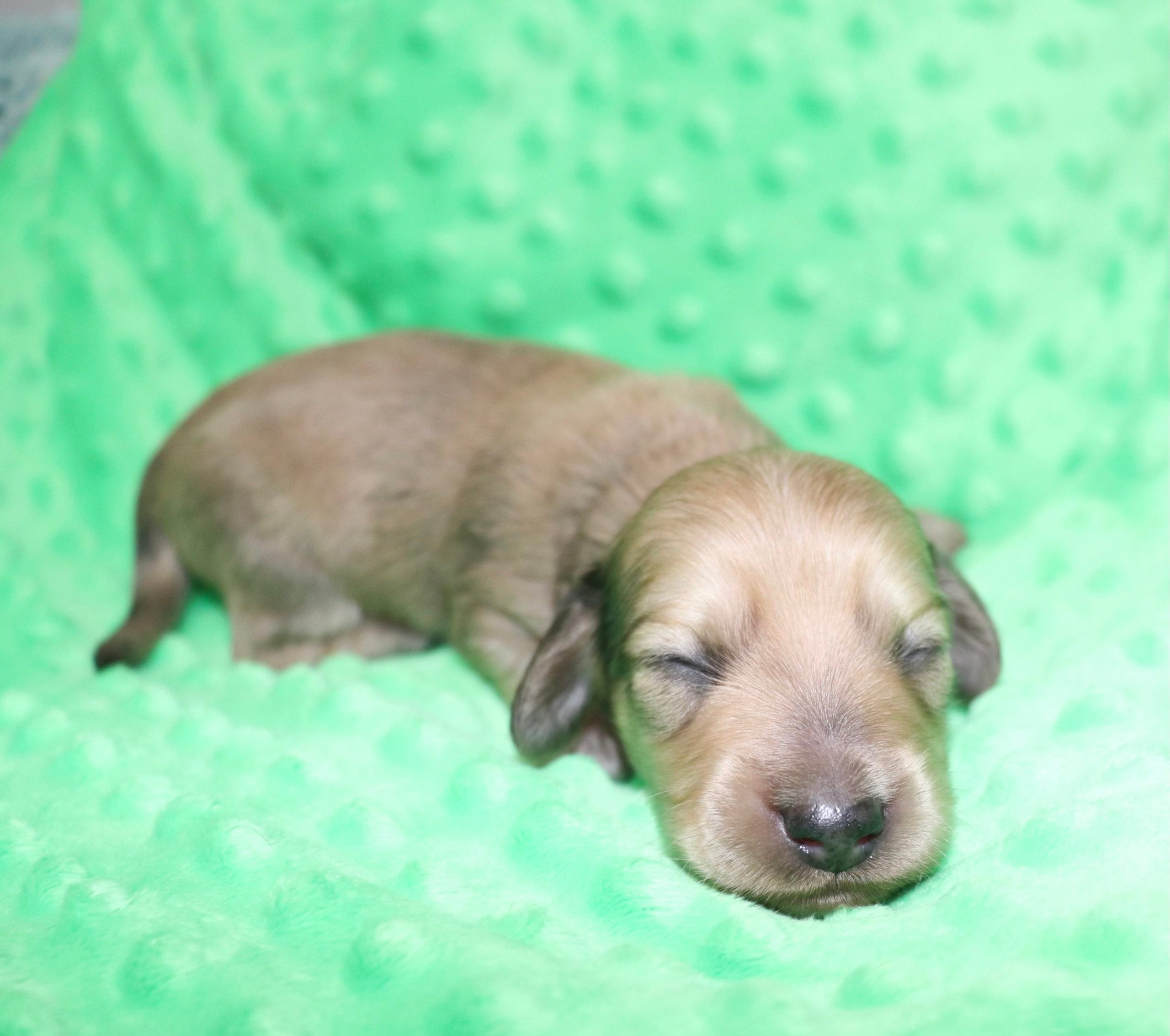 Creme of the Crop Dachshunds - Malachi Puppy 11