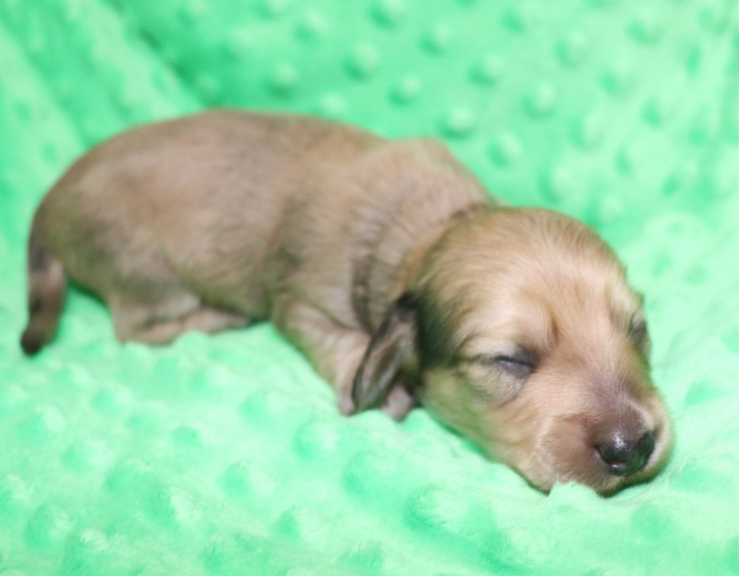 Creme of the Crop Dachshunds - Malachi Puppy 12