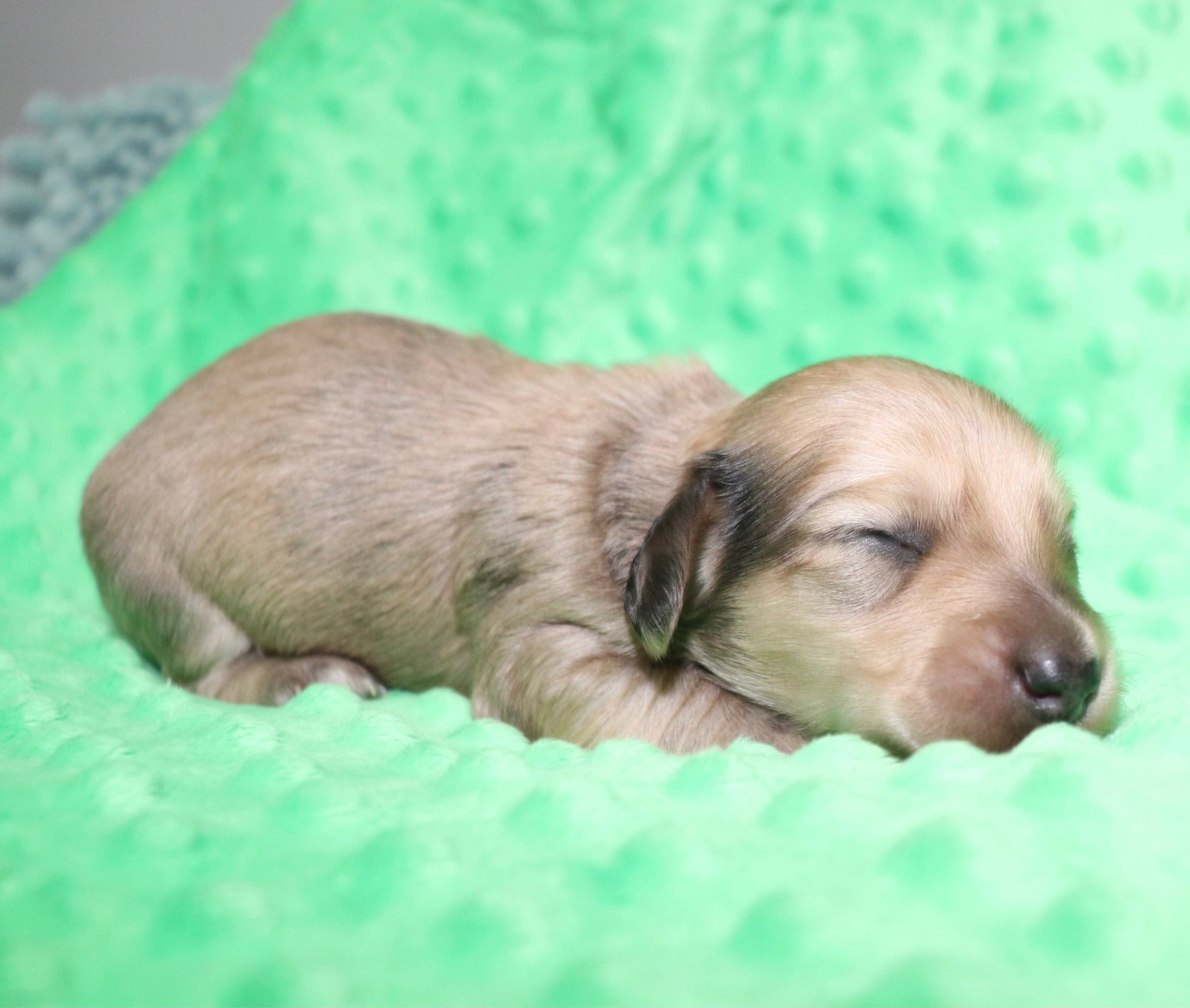Creme of the Crop Dachshunds - Malachi Puppy 14