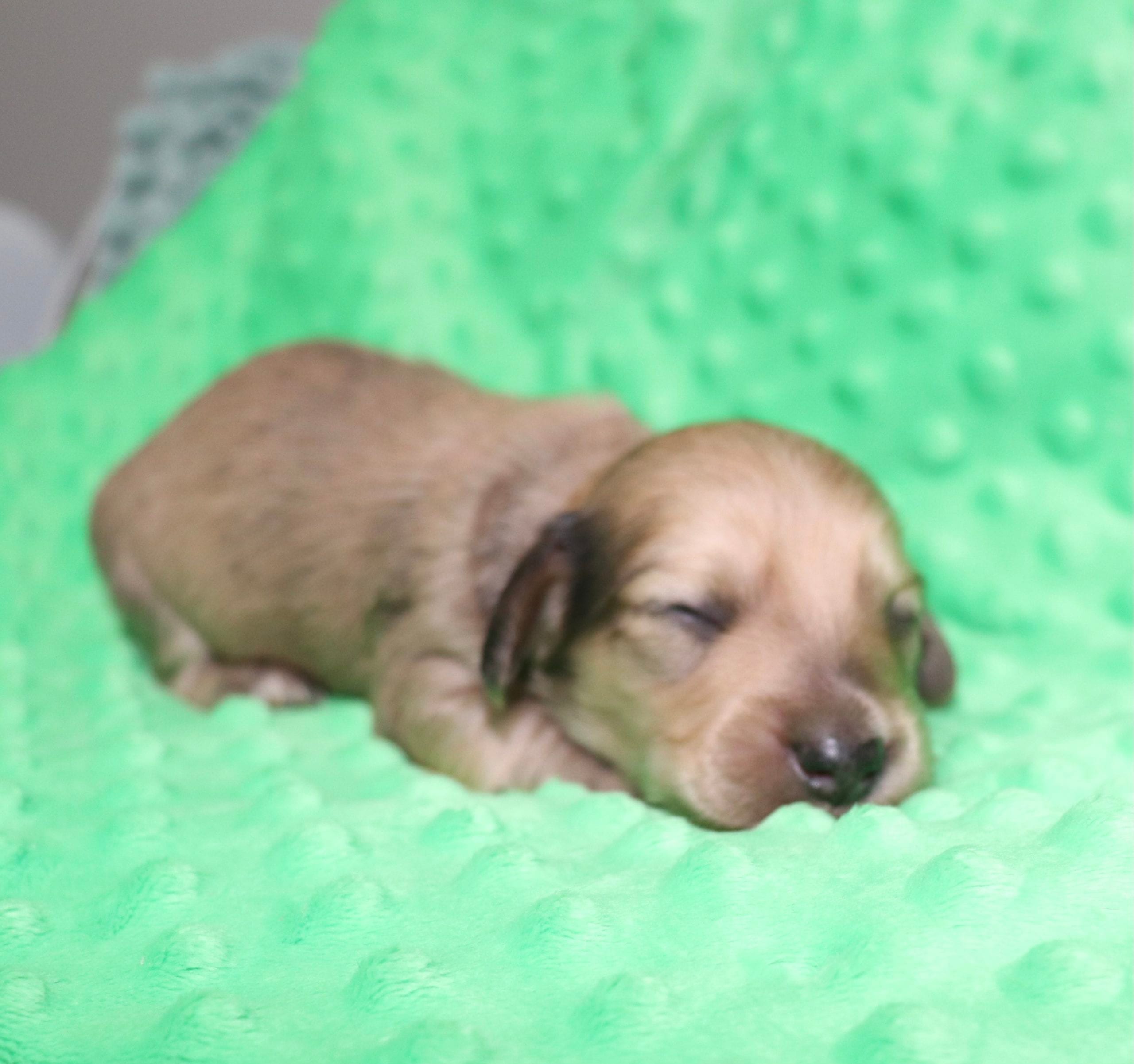 Creme of the Crop Dachshunds - Malachi Puppy 15