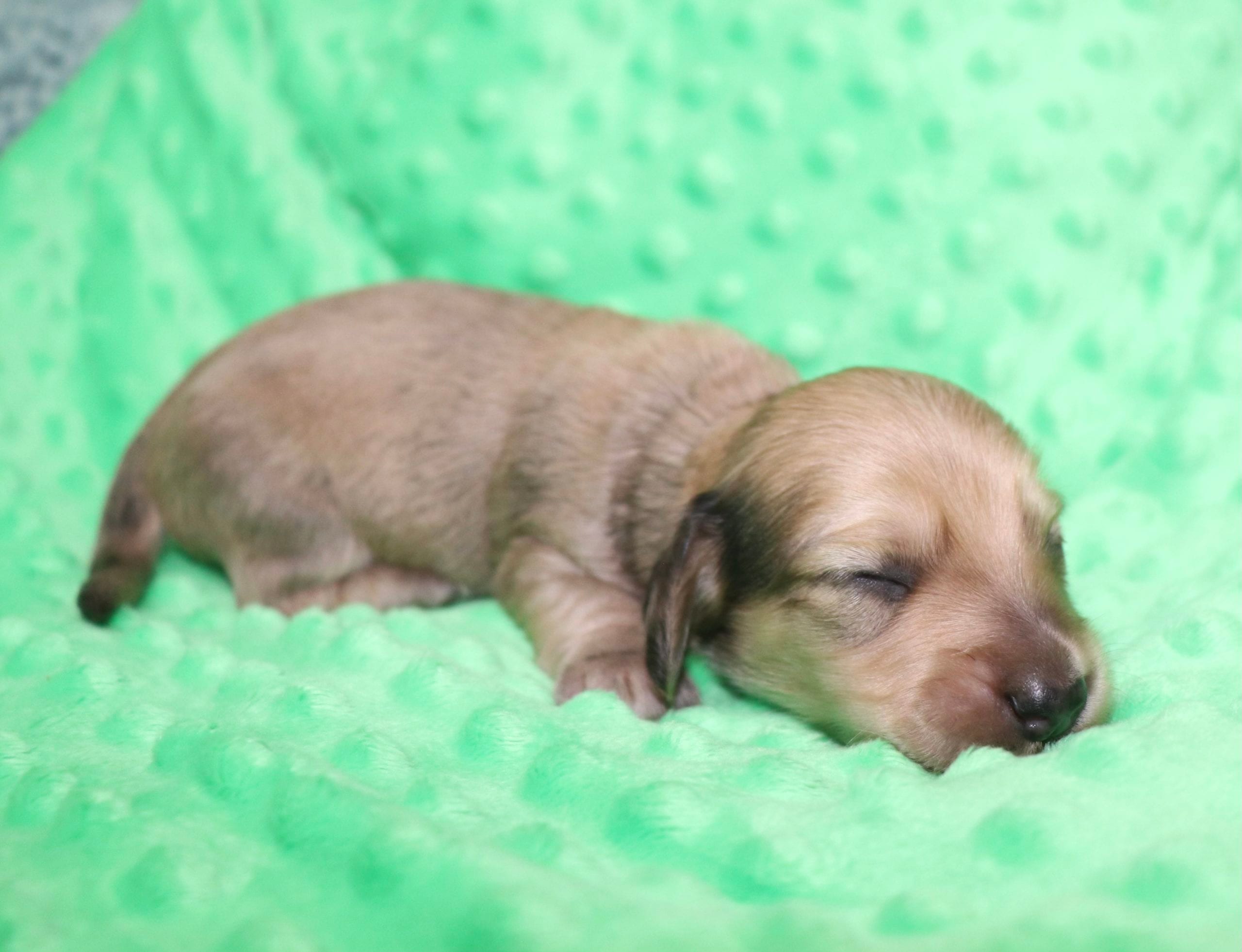 Creme of the Crop Dachshunds - Malachi Puppy 1