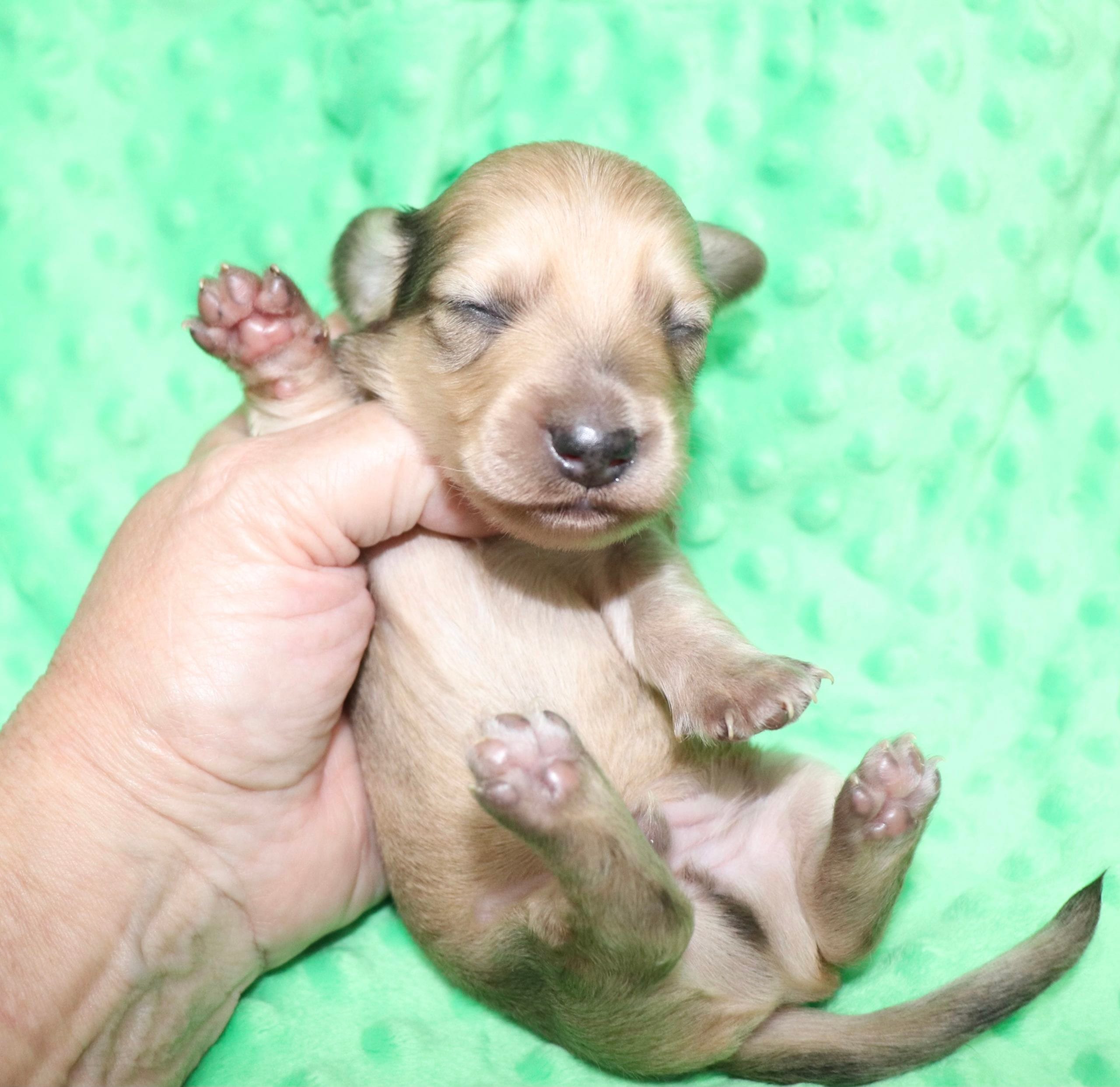 Creme of the Crop Dachshunds - Malachi Puppy 2