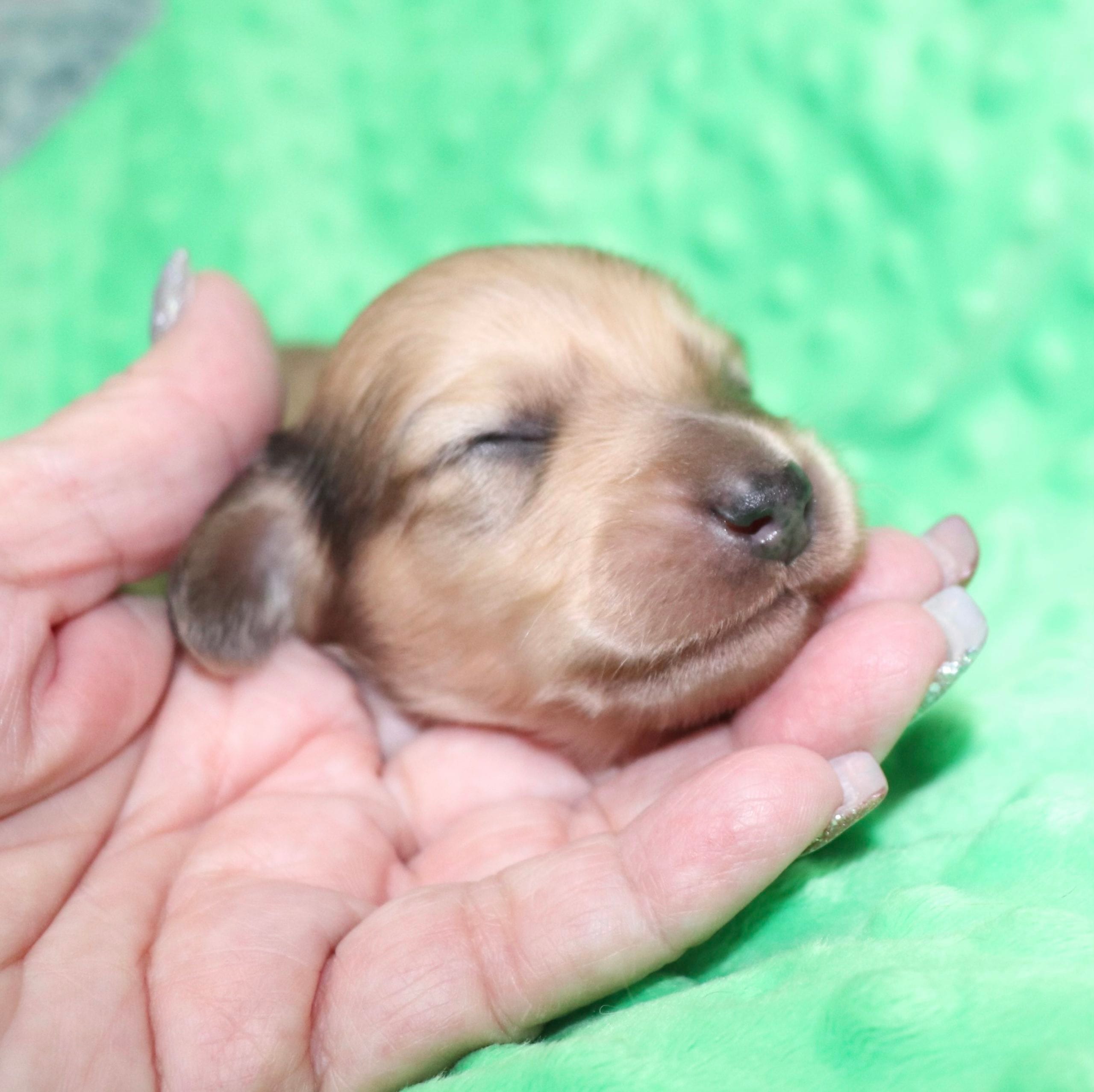 Creme of the Crop Dachshunds - Malachi Puppy 3