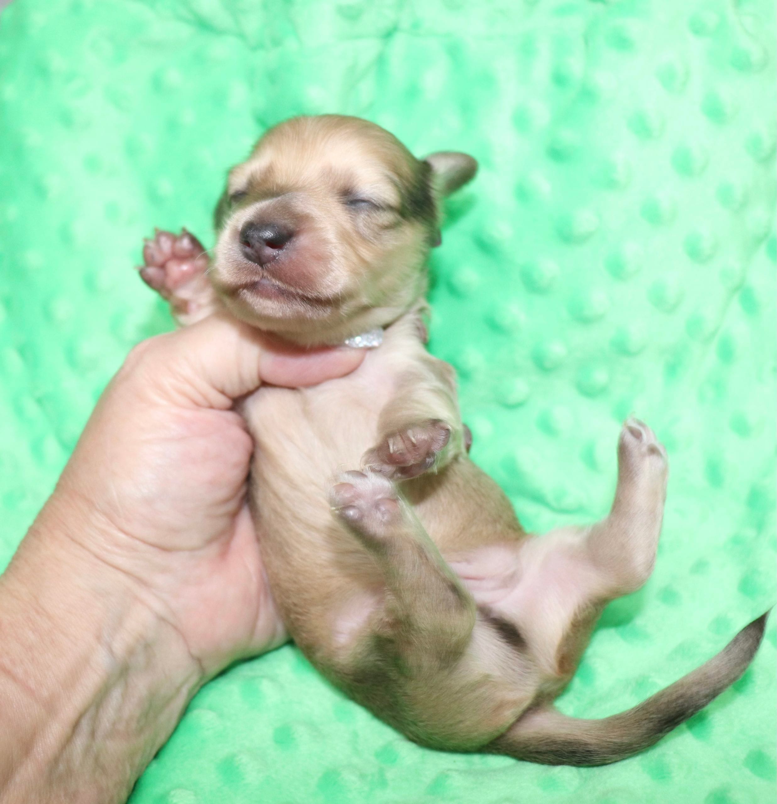 Creme of the Crop Dachshunds - Malachi Puppy 4