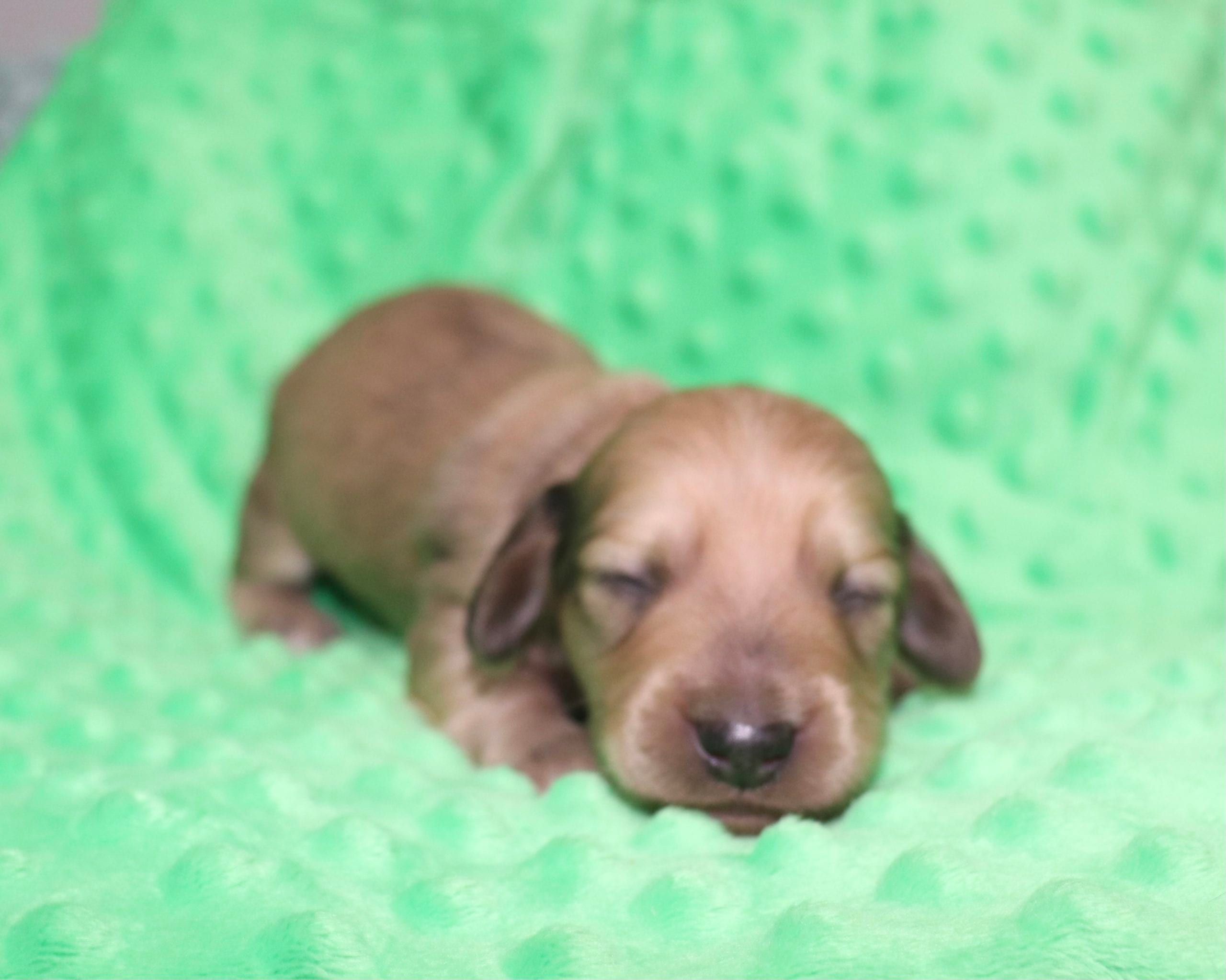 Creme of the Crop Dachshunds - Malachi Puppy 6