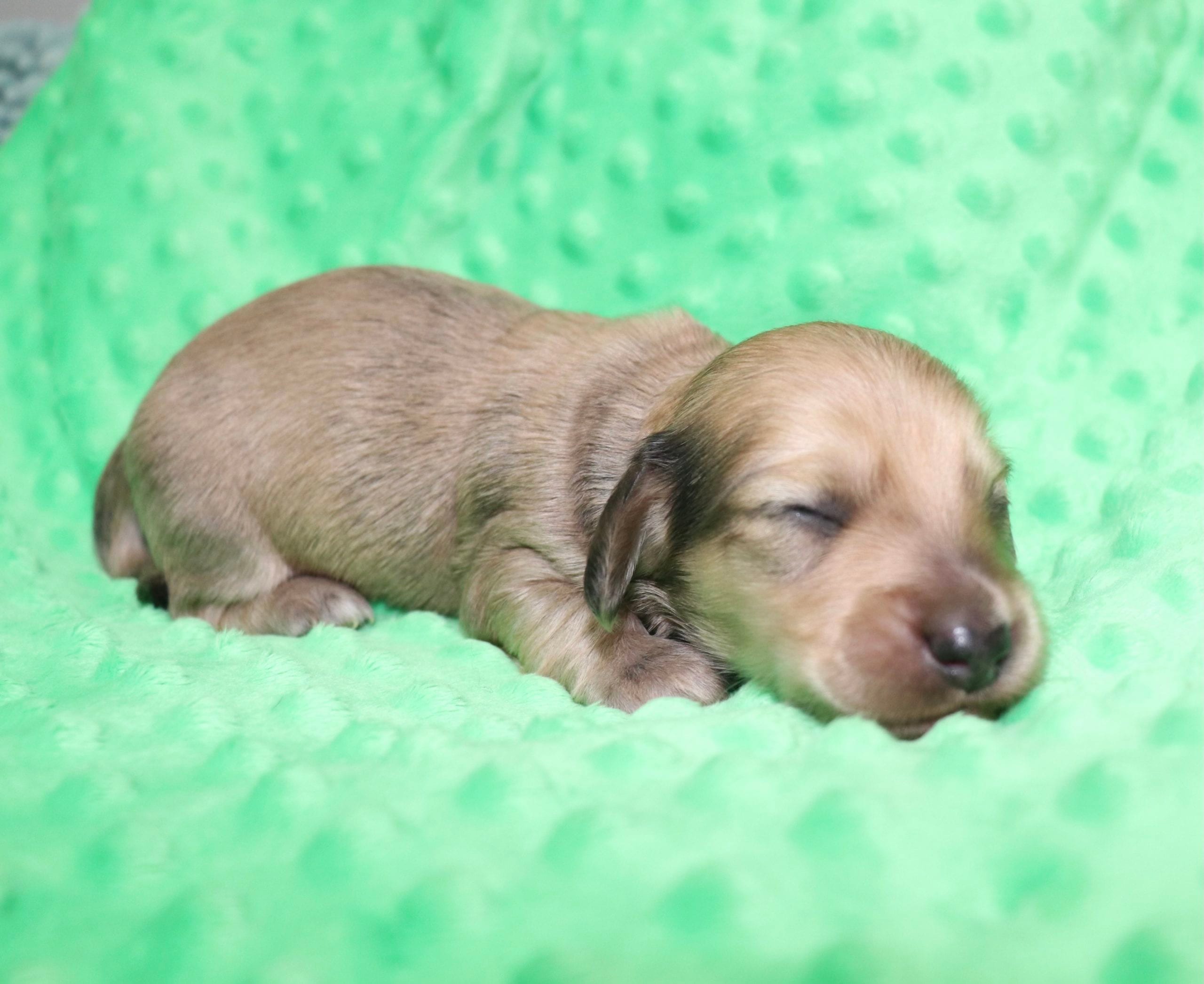 Creme of the Crop Dachshunds - Malachi Puppy 7