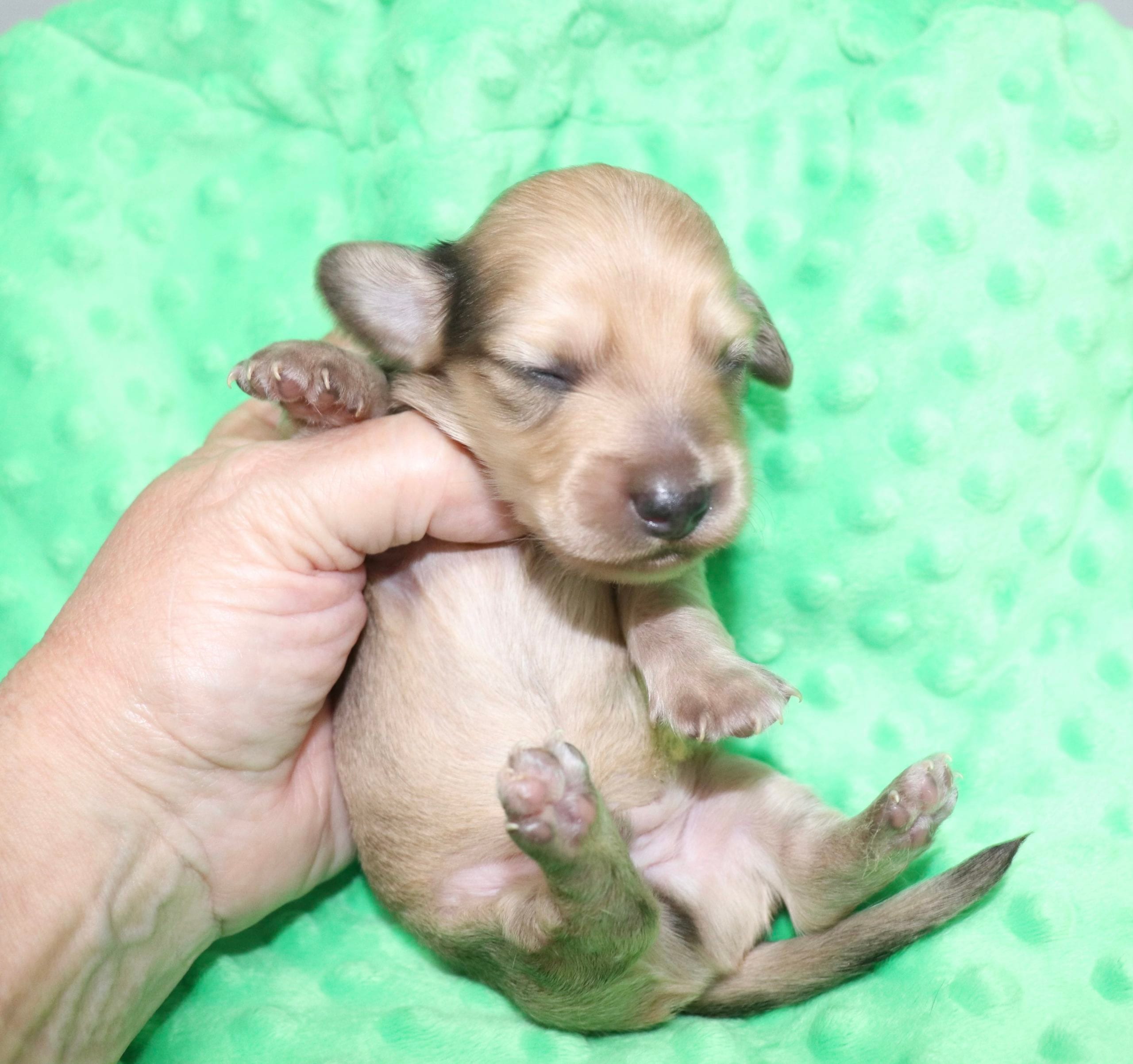 Creme of the Crop Dachshunds - Malachi Puppy 8