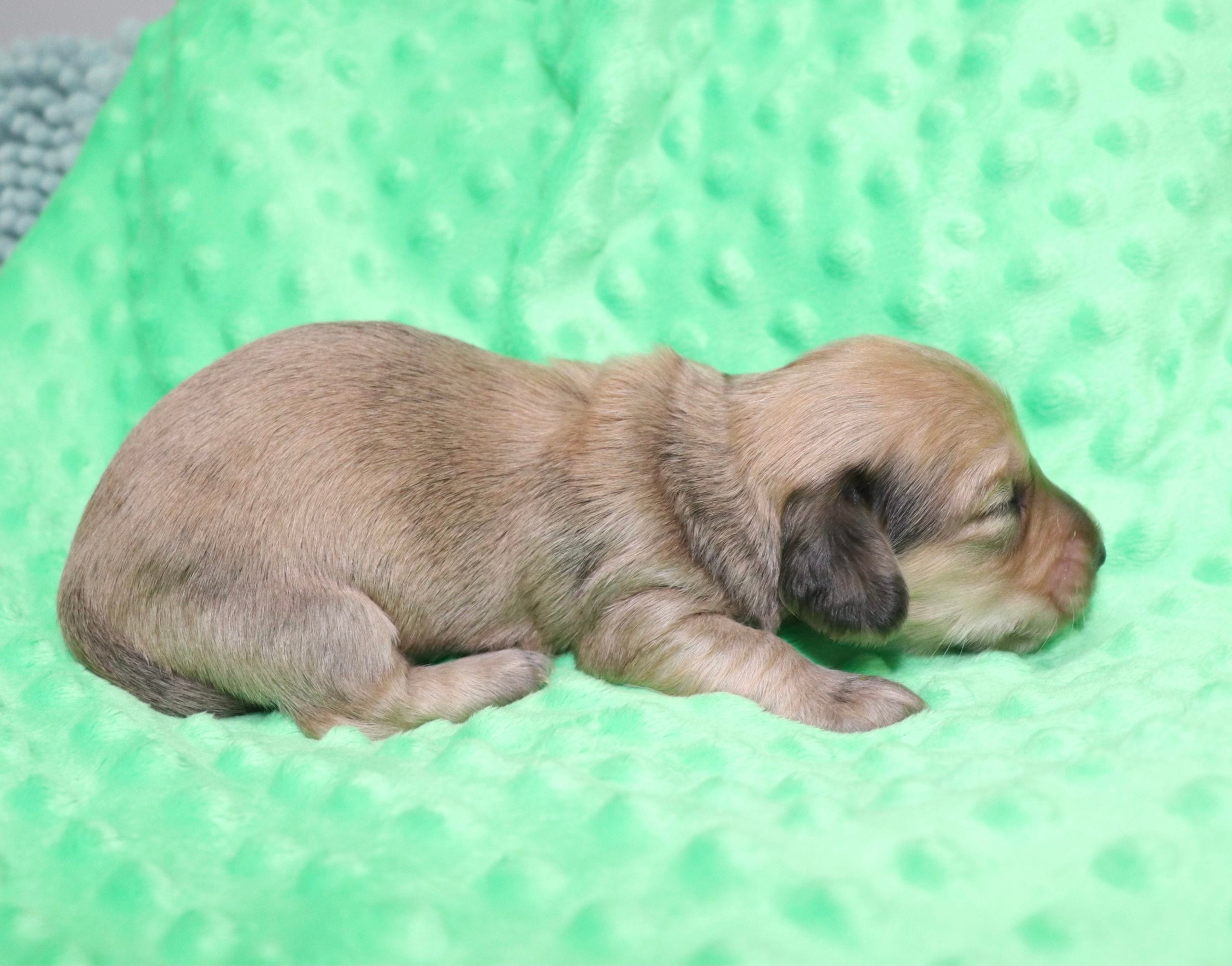 Creme of the Crop Dachshunds - Malachi Puppy 9