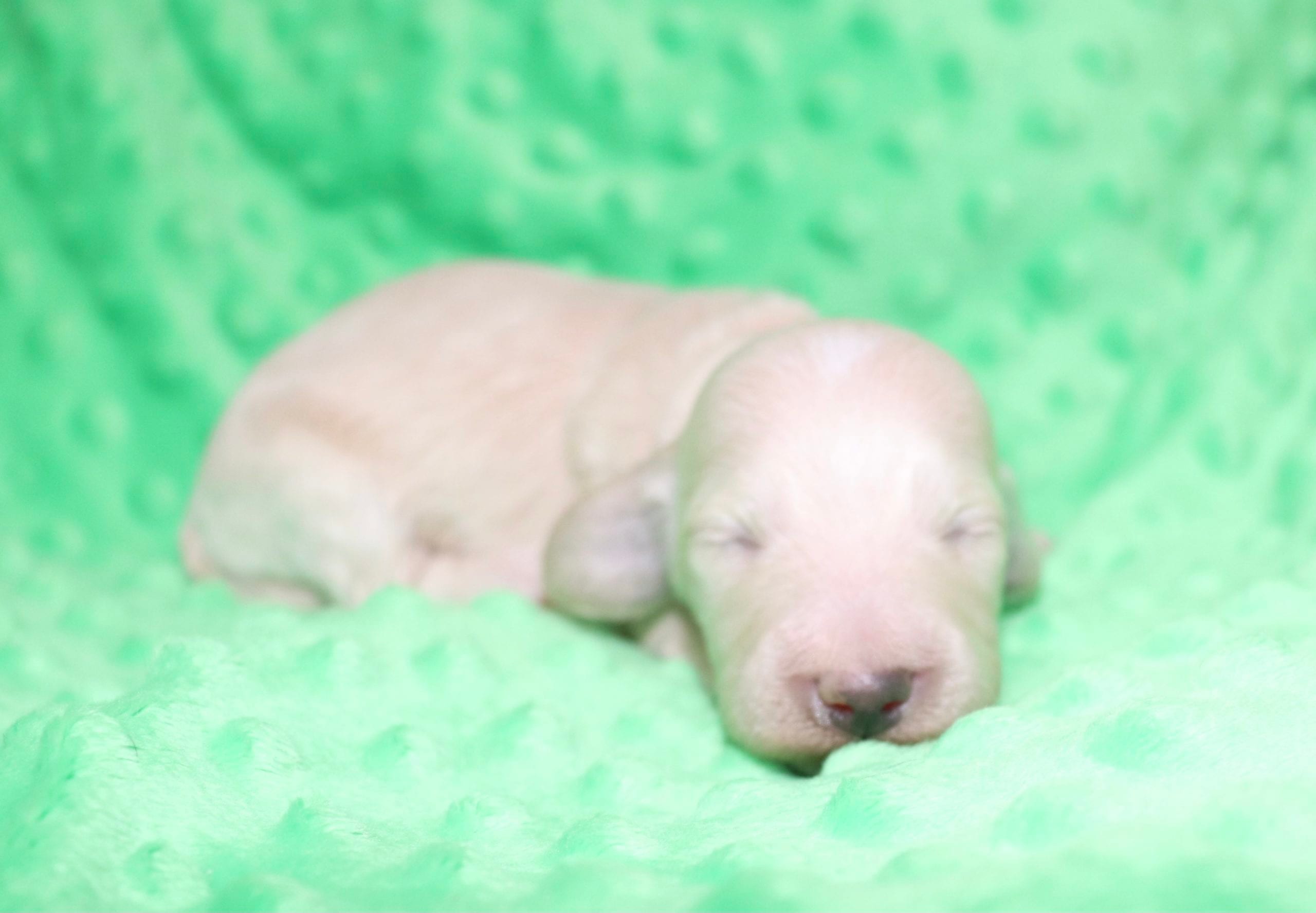 Creme of the Crop Dachshunds - Ledger Puppy 10