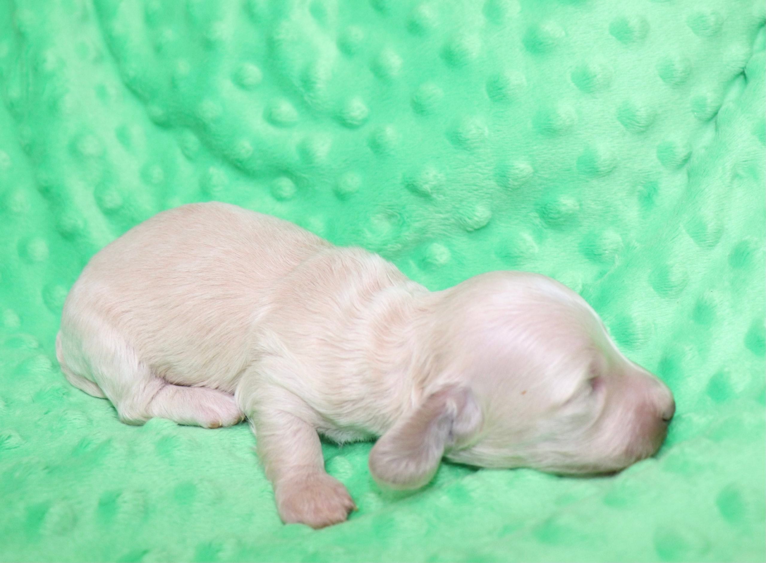 Creme of the Crop Dachshunds - Ledger Puppy 11