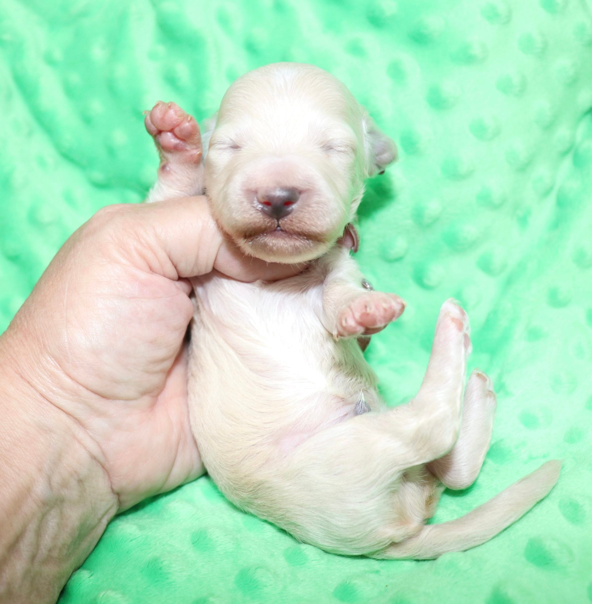 Creme of the Crop Dachshunds - Ledger Puppy 12