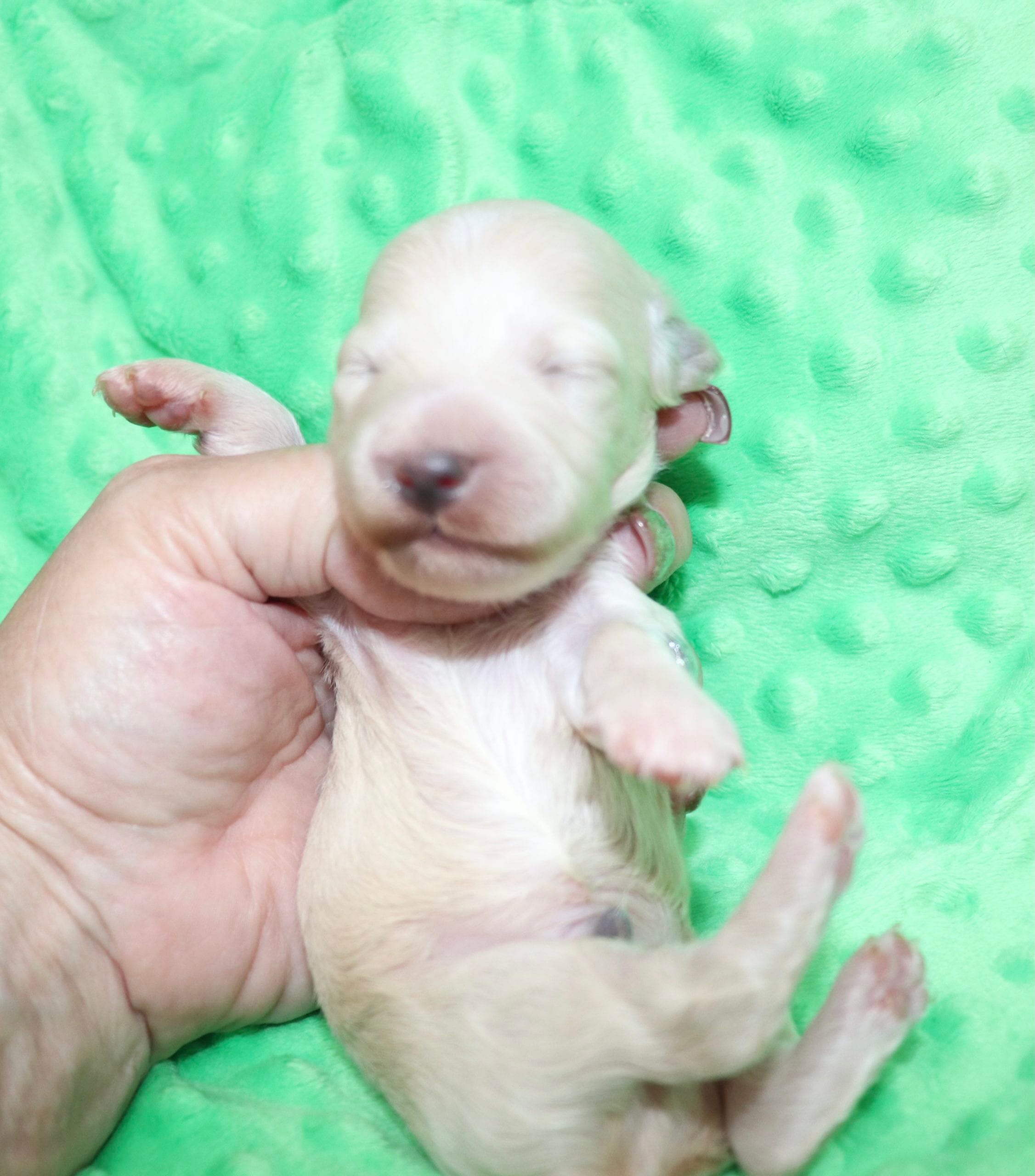 Creme of the Crop Dachshunds - Ledger Puppy 14