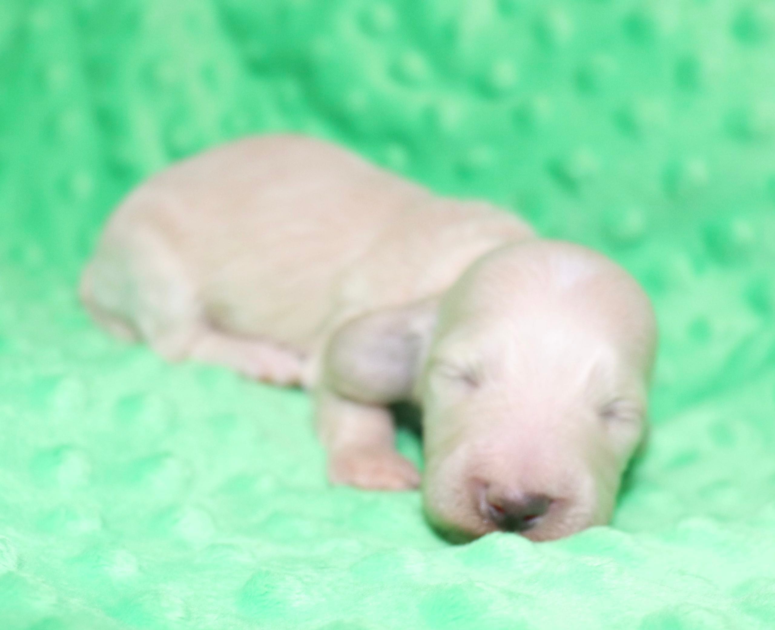 Creme of the Crop Dachshunds - Ledger Puppy 15