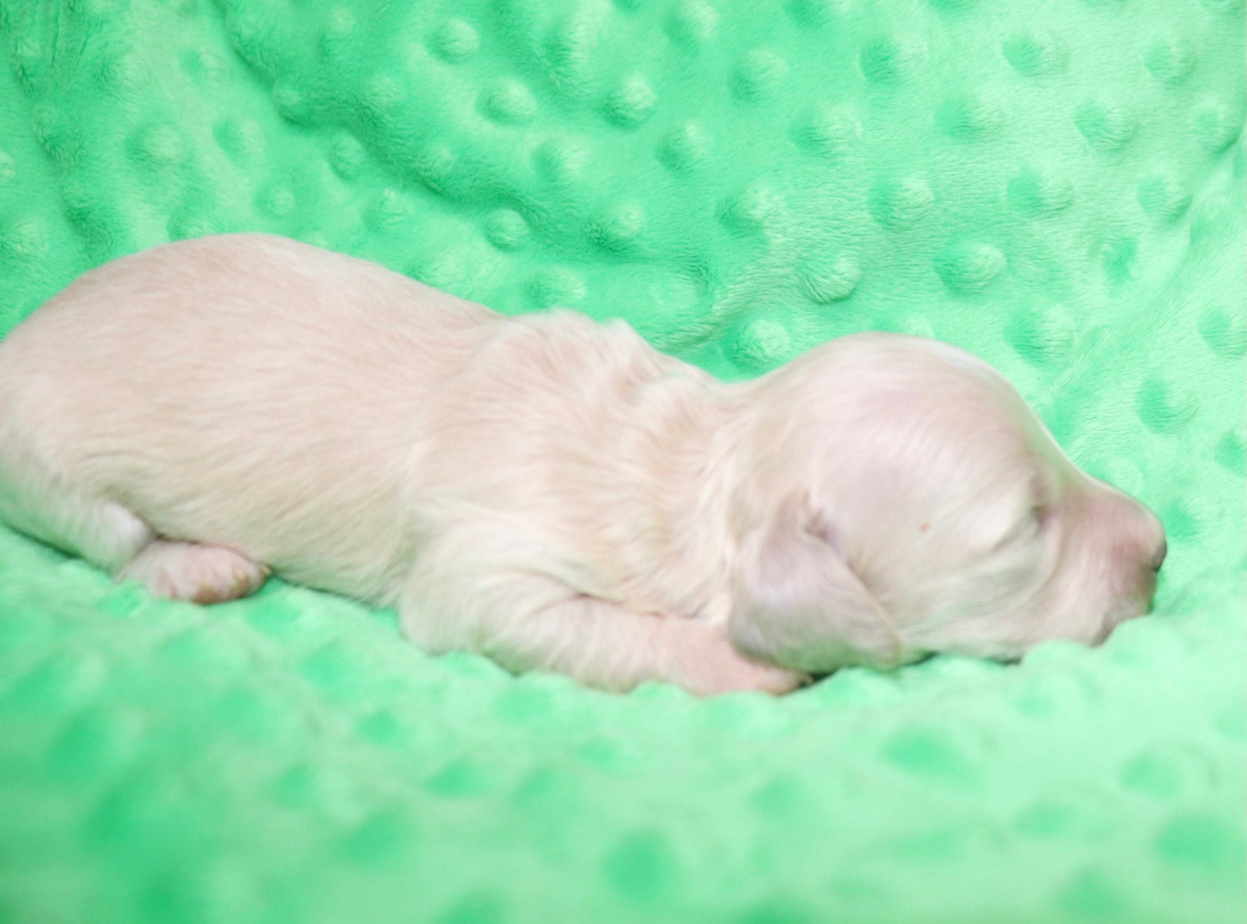 Creme of the Crop Dachshunds - Ledger Puppy 16
