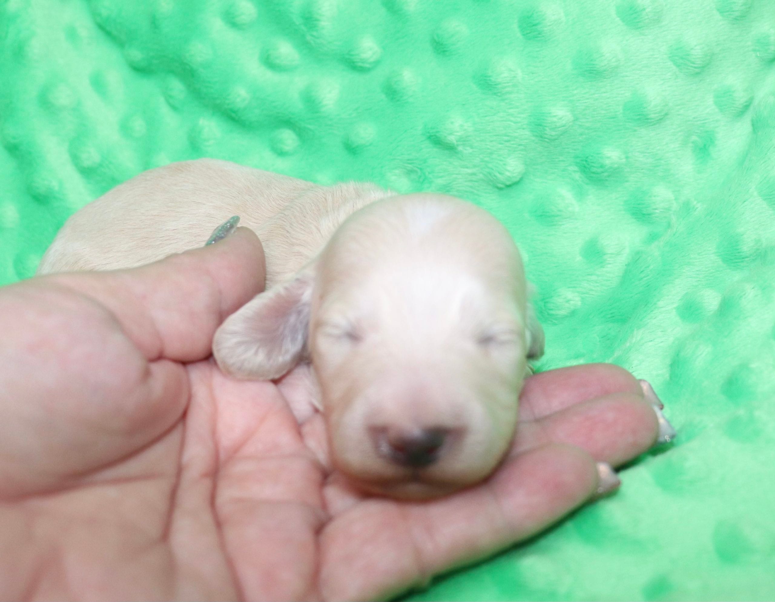 Creme of the Crop Dachshunds - Ledger Puppy 1