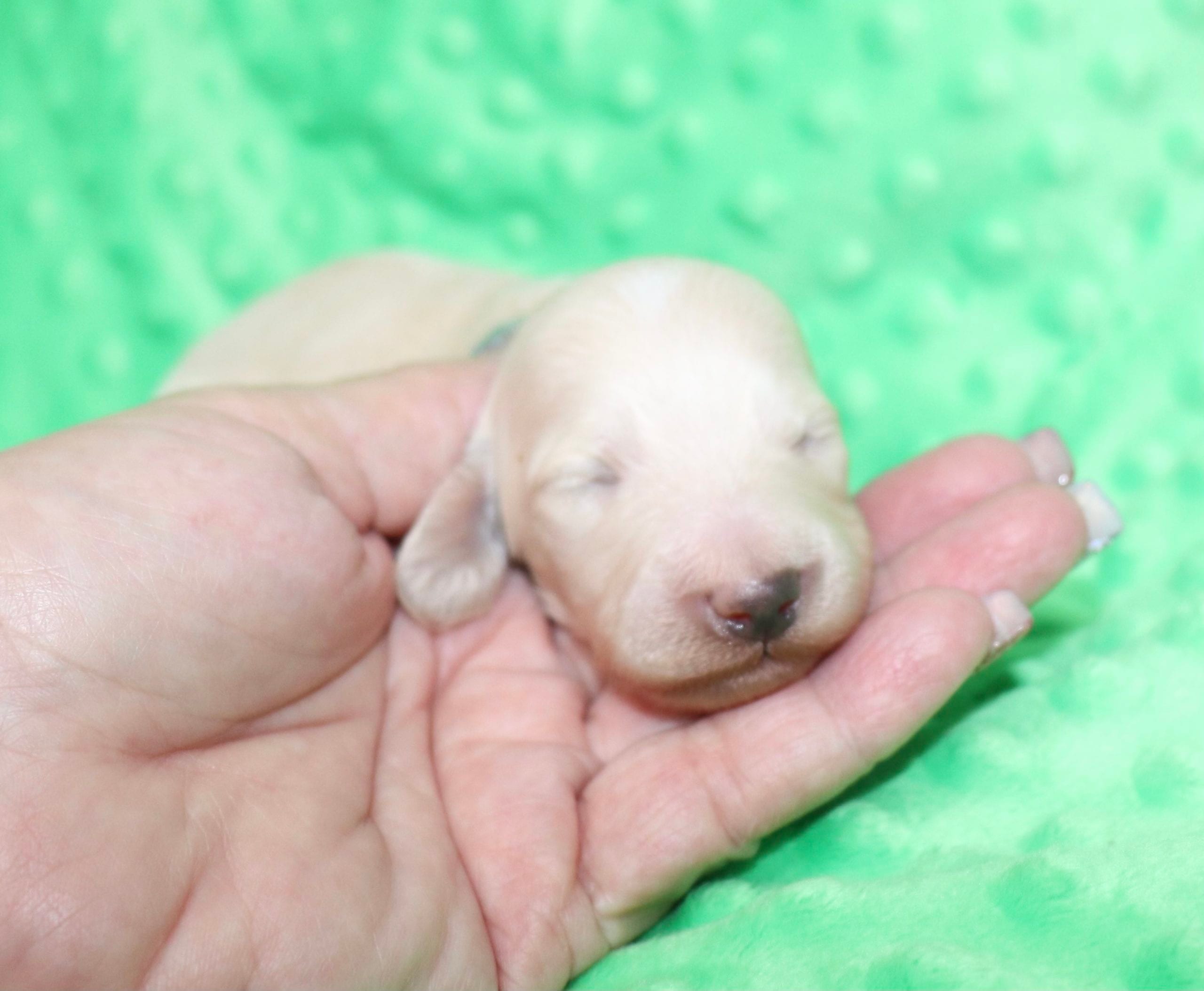Creme of the Crop Dachshunds - Ledger Puppy 2