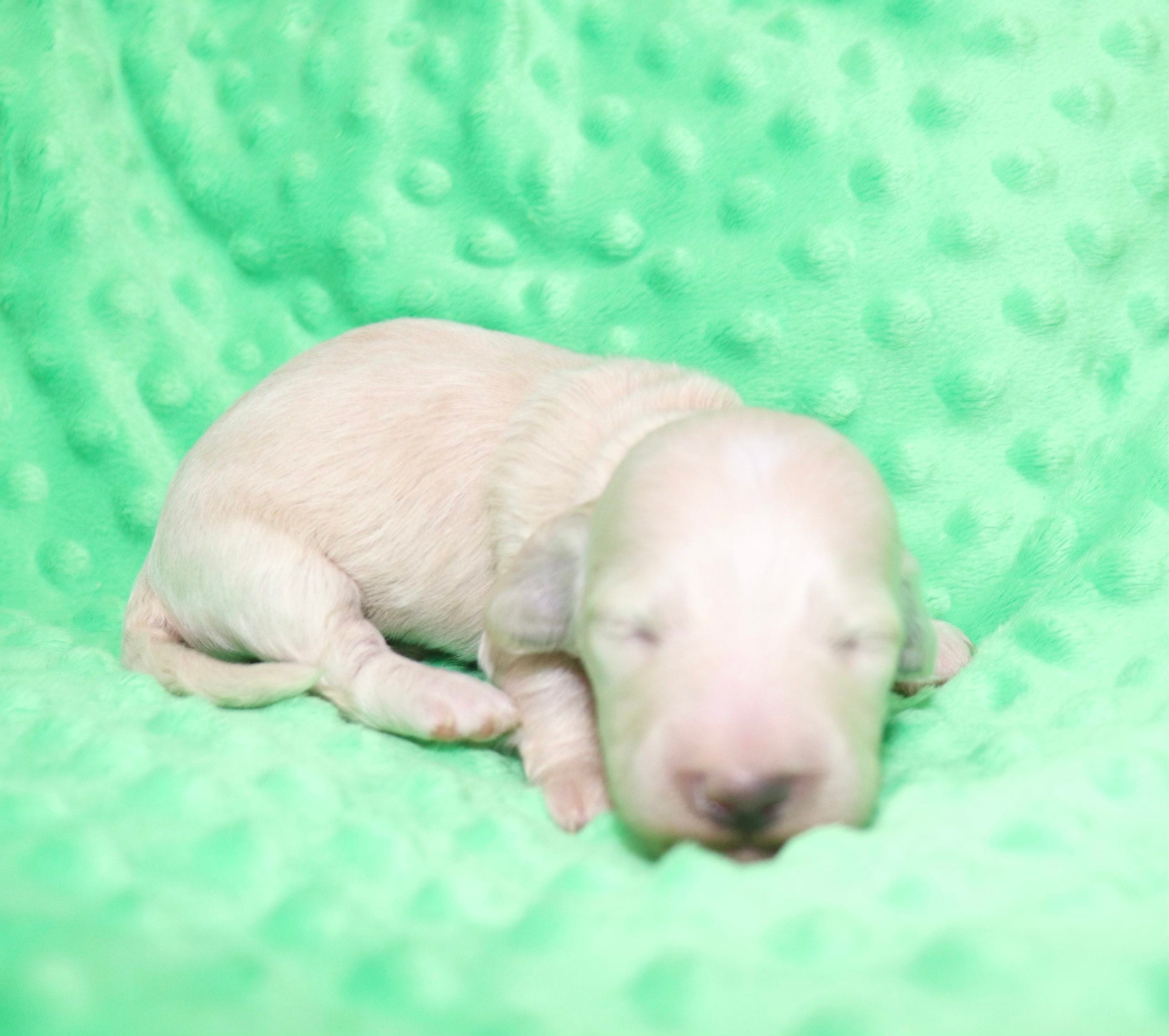 Creme of the Crop Dachshunds - Ledger Puppy 3