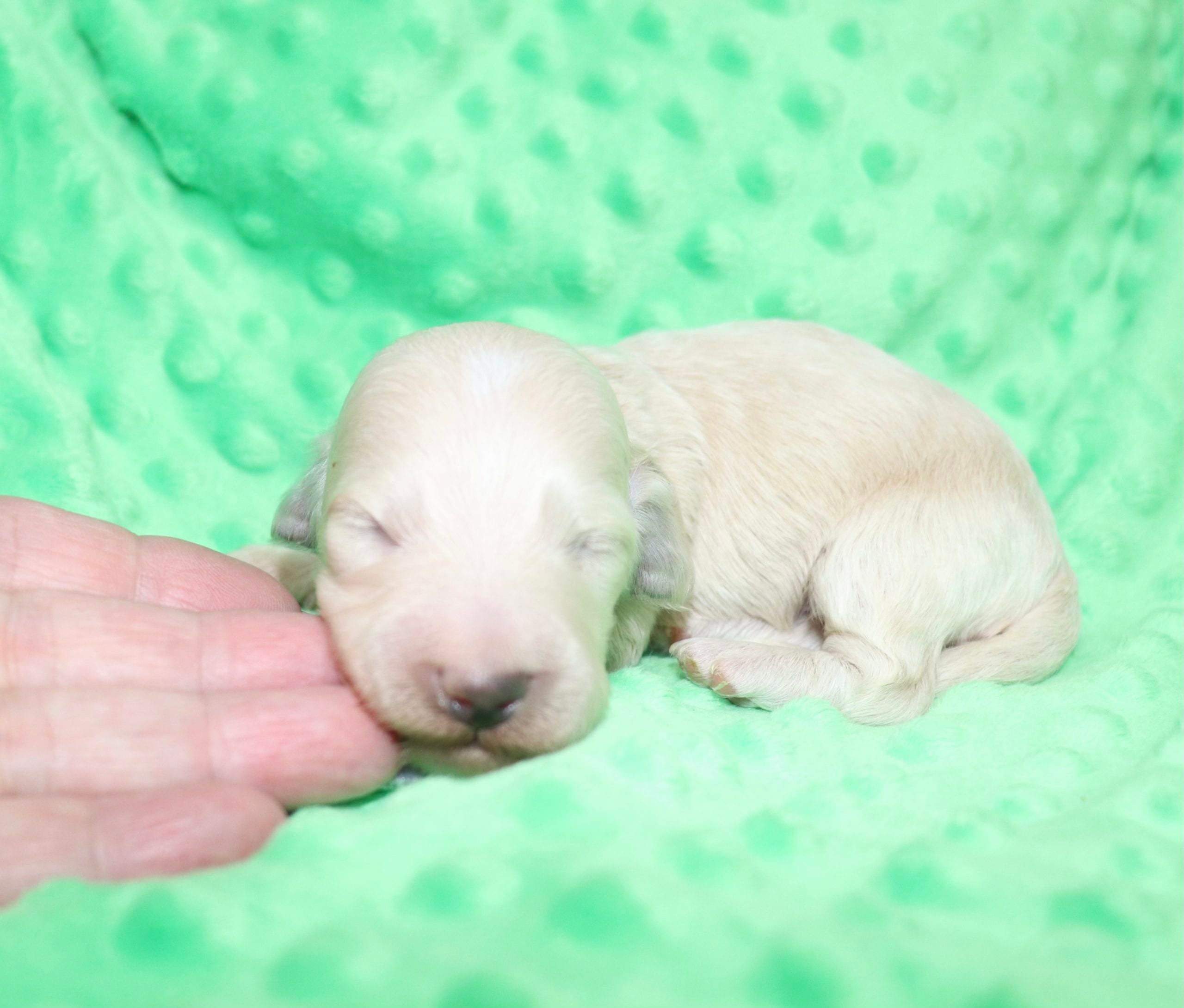 Creme of the Crop Dachshunds - Ledger Puppy 4