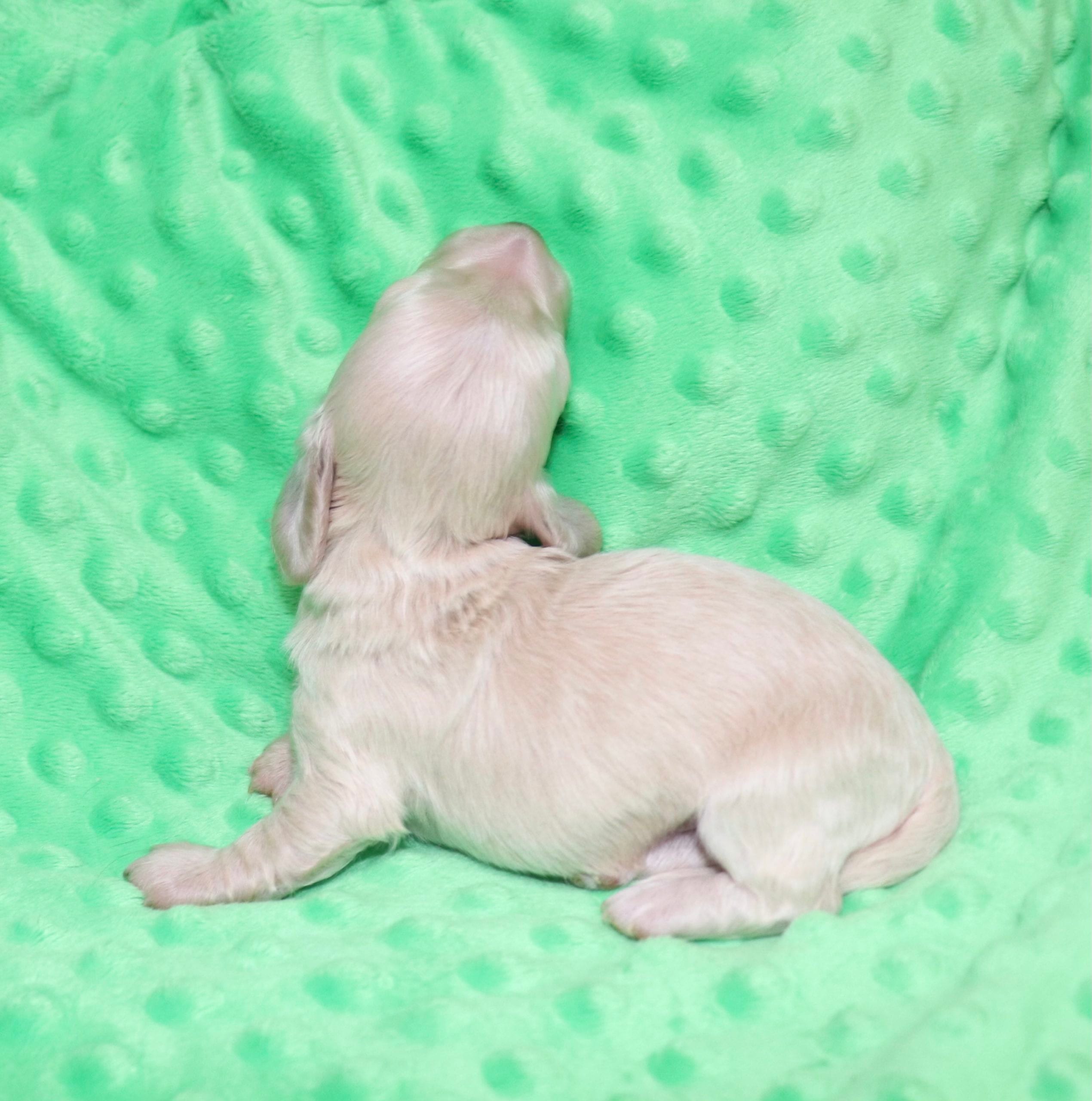 Creme of the Crop Dachshunds - Ledger Puppy 5