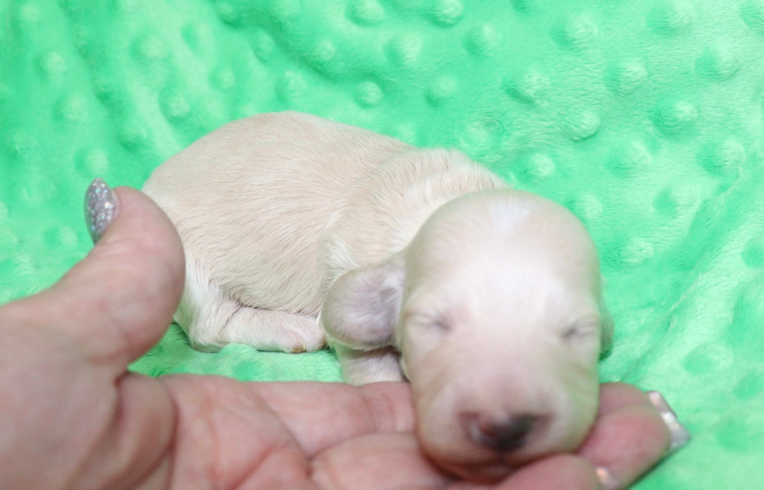 Creme of the Crop Dachshunds - Ledger Puppy 6