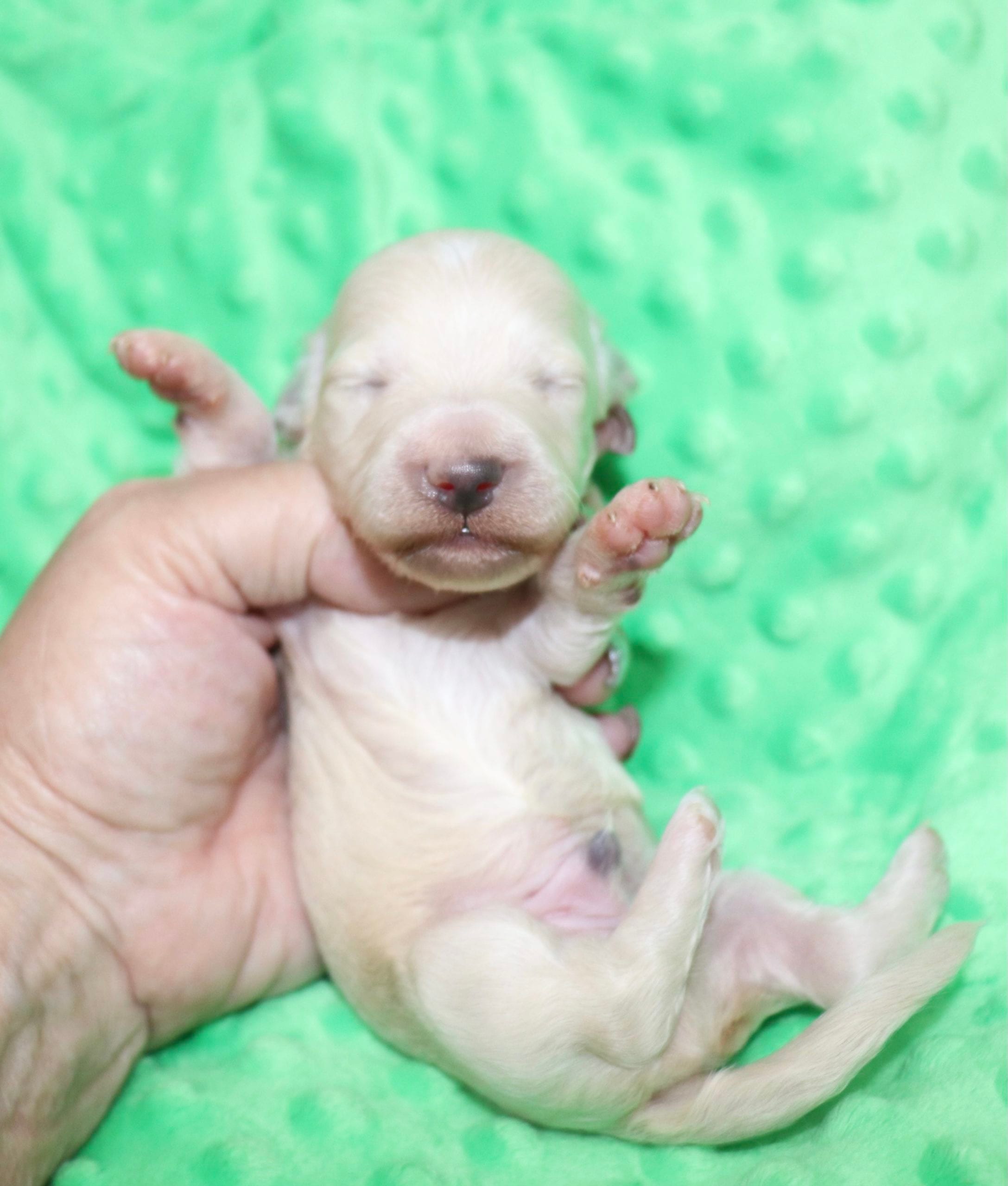 Creme of the Crop Dachshunds - Ledger Puppy 7