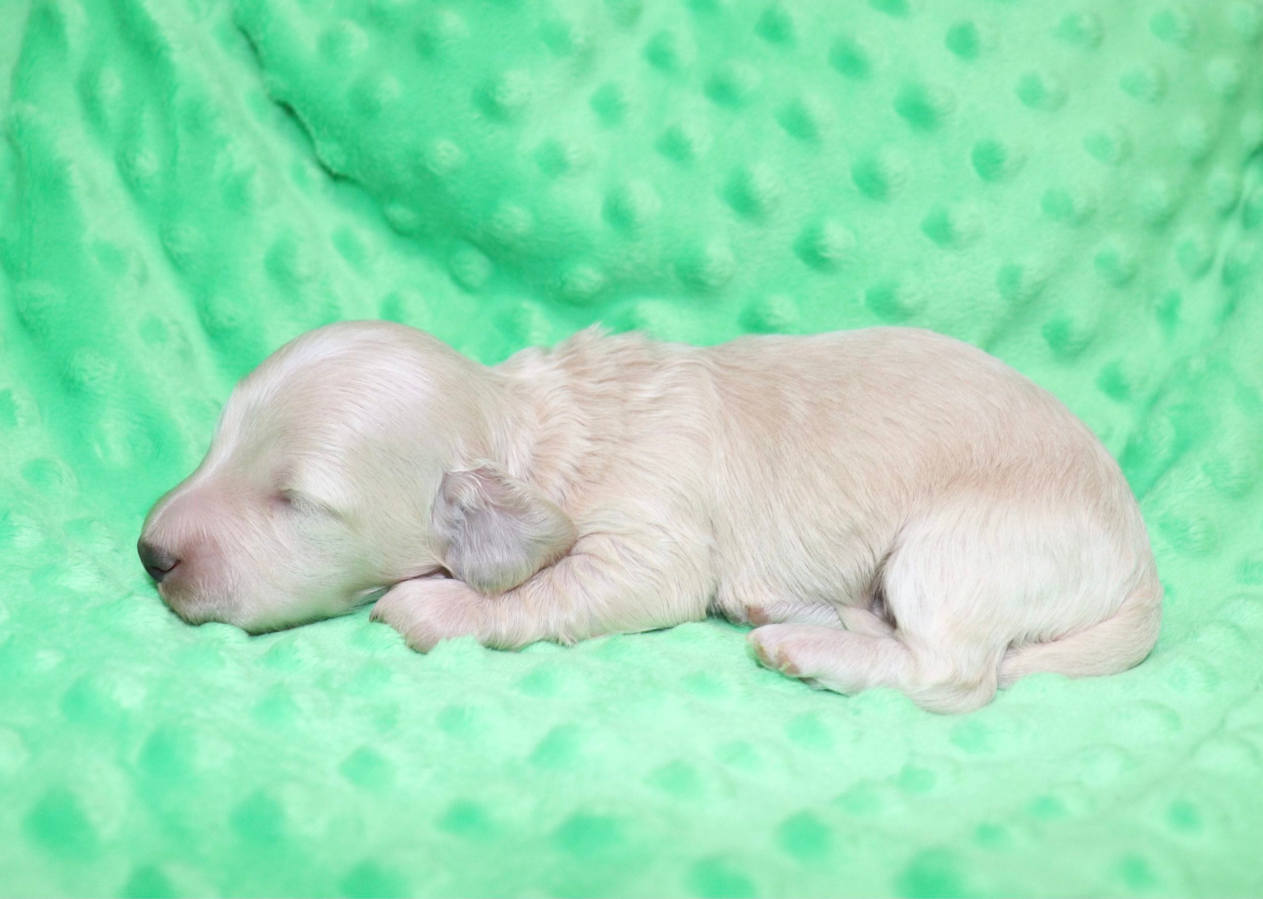 Creme of the Crop Dachshunds - Ledger Puppy 8