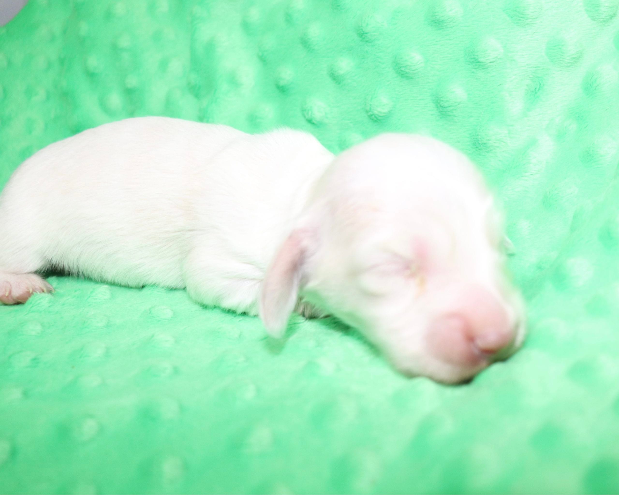 Creme of the Crop Dachshunds - Casper Puppy 10